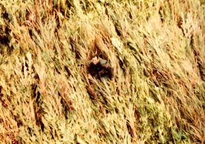 Can You See The Survivor.2