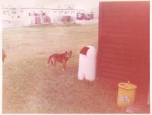 aa dog with NKP base hospital in background